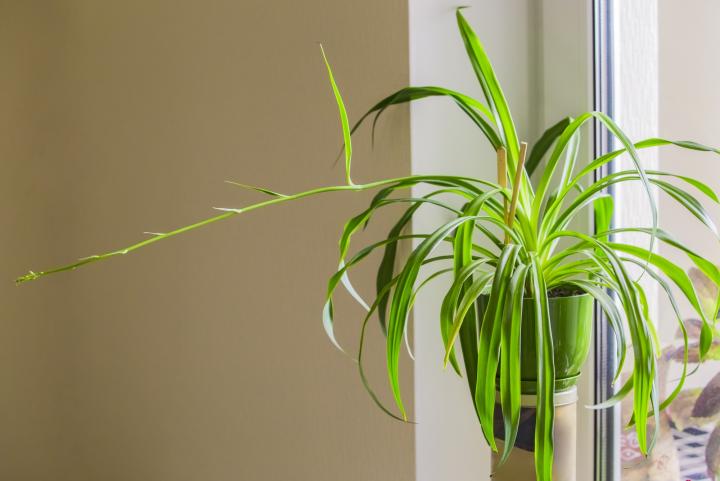 Green Spider Plant | Trees That Please