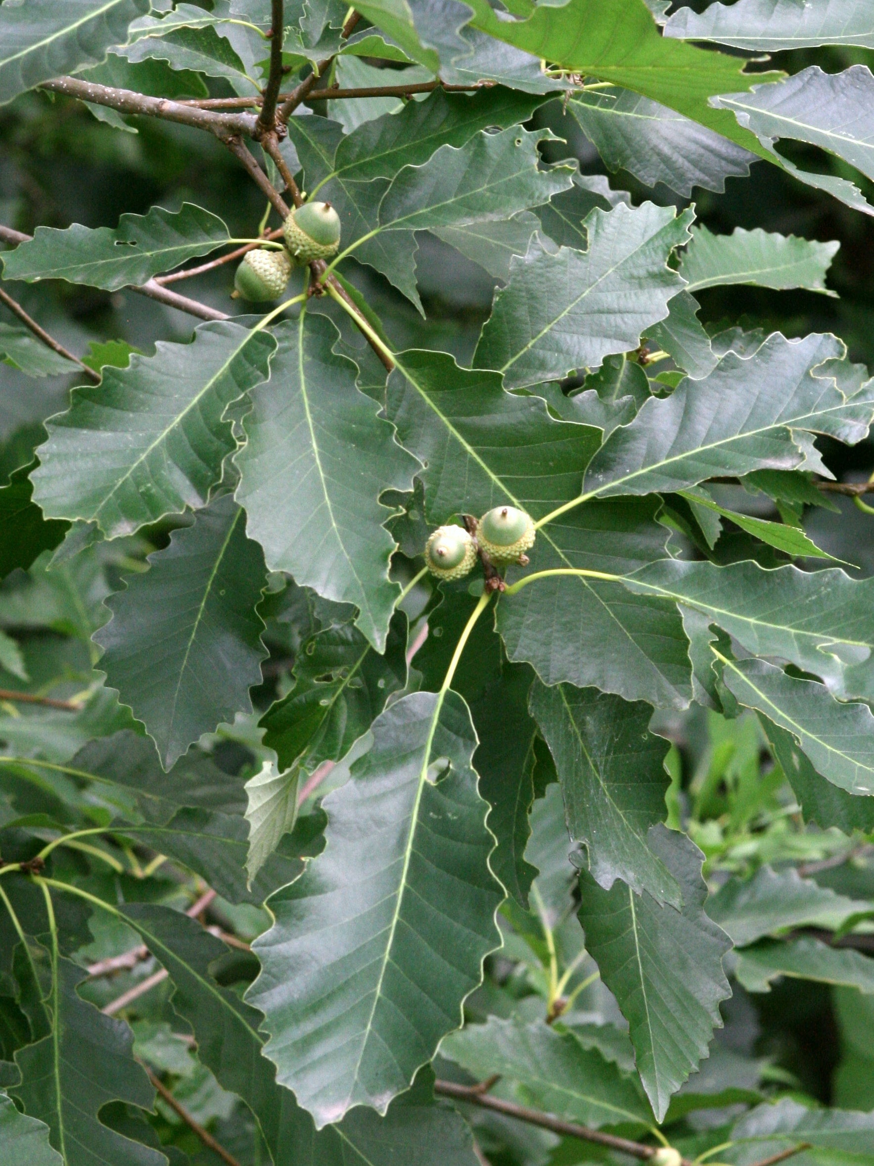 Chinquapin Oak | Trees That Please