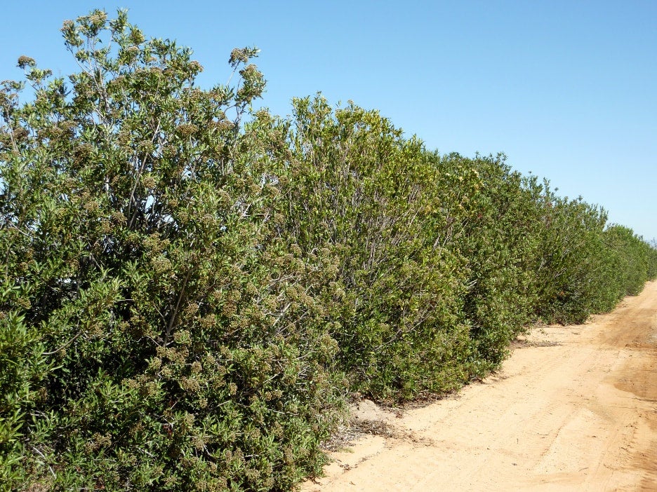 buy jade plant online Desktop Jade Plant | Fast Delivery, Arrives Tomorrow