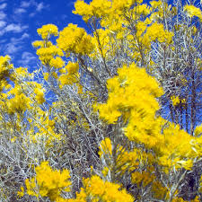 Blue Rubber Rabbitbrush | Trees That Please