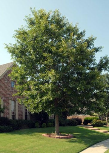 Chinquapin Oak | Trees That Please