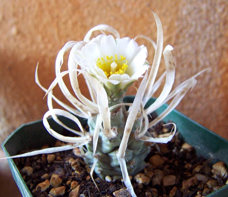 Paper Spine Cactus | Trees That Please