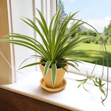 Variegated Spider Plant | Trees That Please