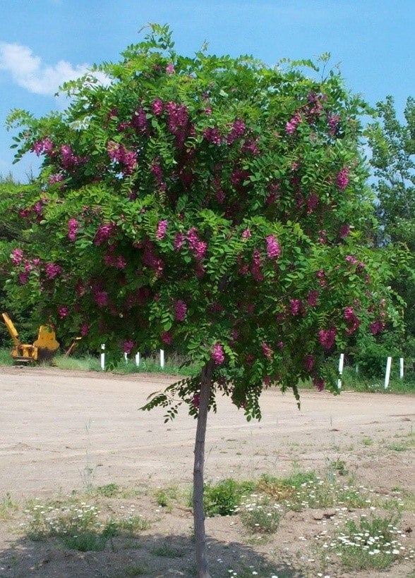 Purple Robe Locust | Trees That Please
