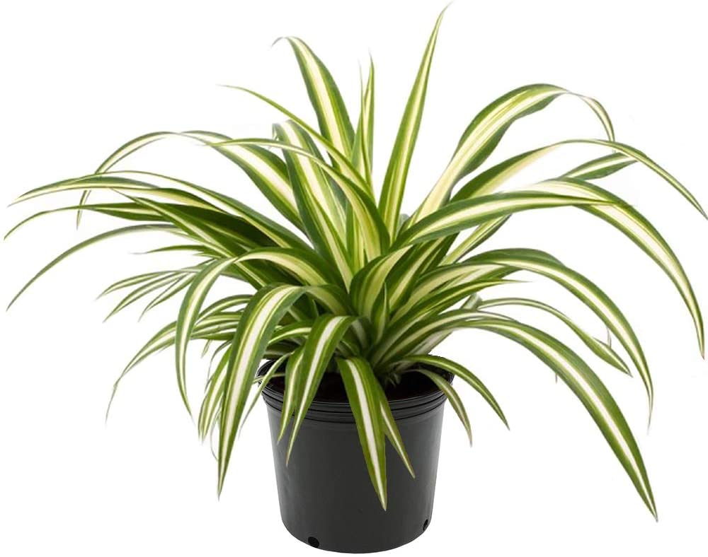 Variegated Spider Plant | Trees That Please
