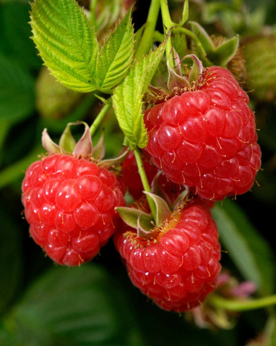 Caroline Raspberry | Trees That Please