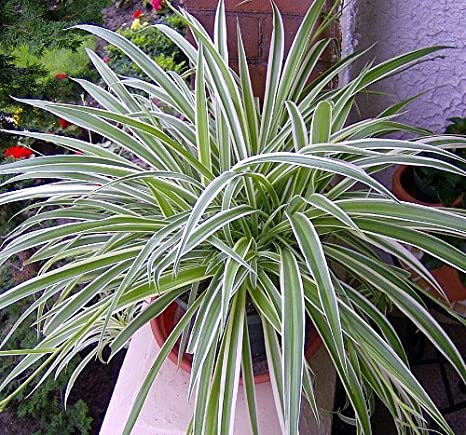 Variegated Spider Plant