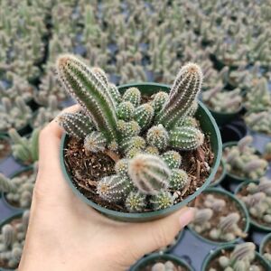 Peanut Cactus | Trees That Please