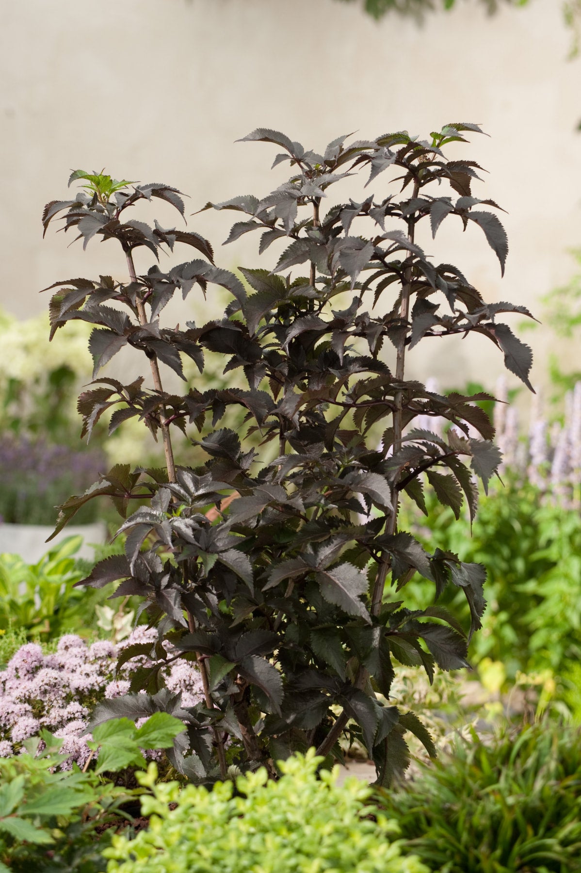 Black Tower Elderberry | Trees That Please