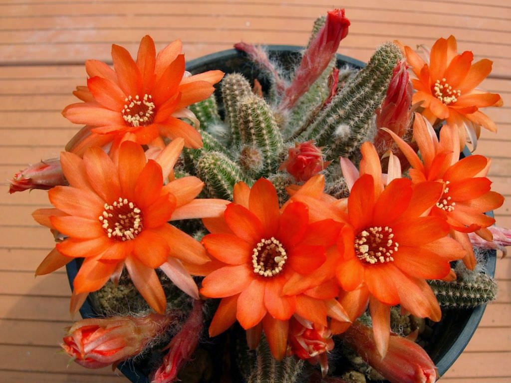 Peanut Cactus | Trees That Please