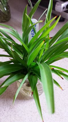 Green Spider Plant | Trees That Please