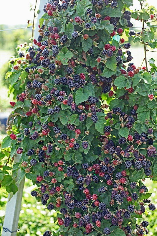 Black Satin Thornless Blackberry | Trees That Please