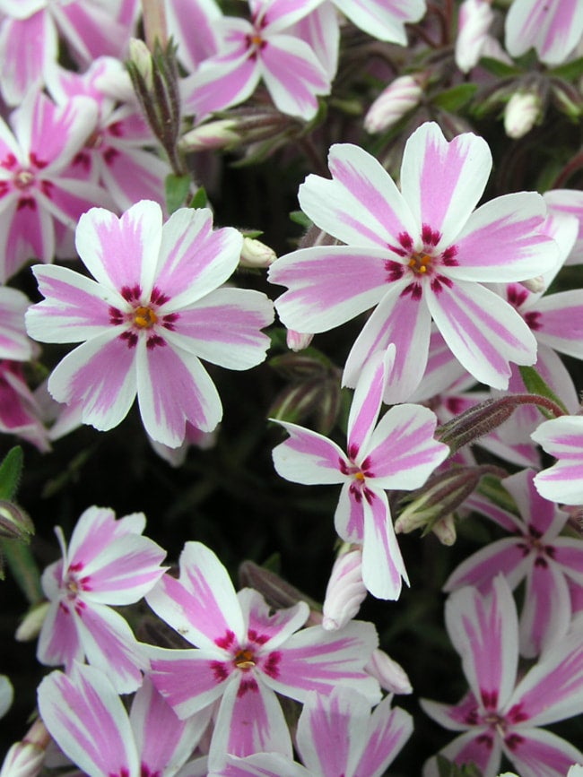 Creeping Phlox 'Candy Stripe' | Trees That Please