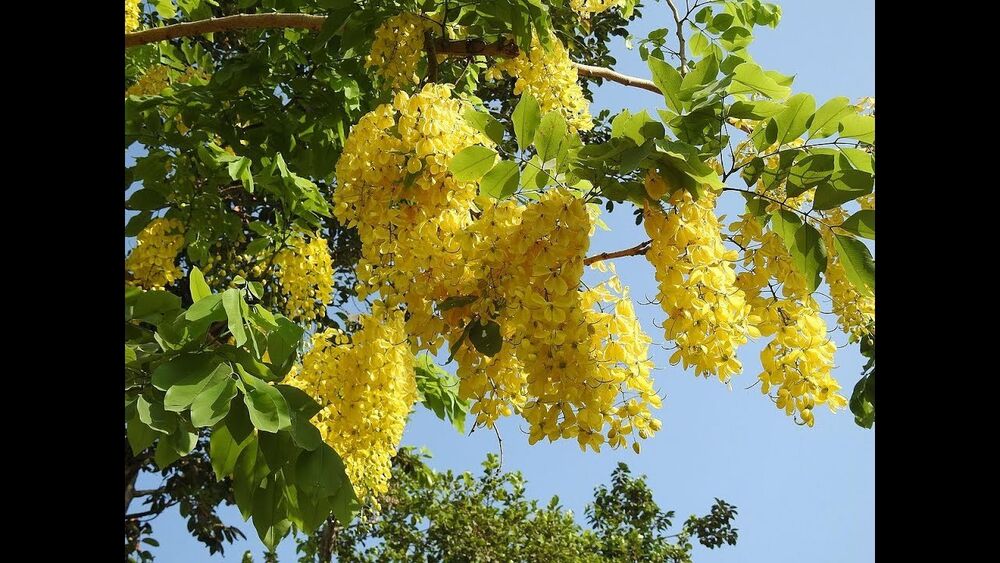 Golden Raintree – Live Potted Tree, Fast Growing, Deciduous Flowering, Yellow Blooms