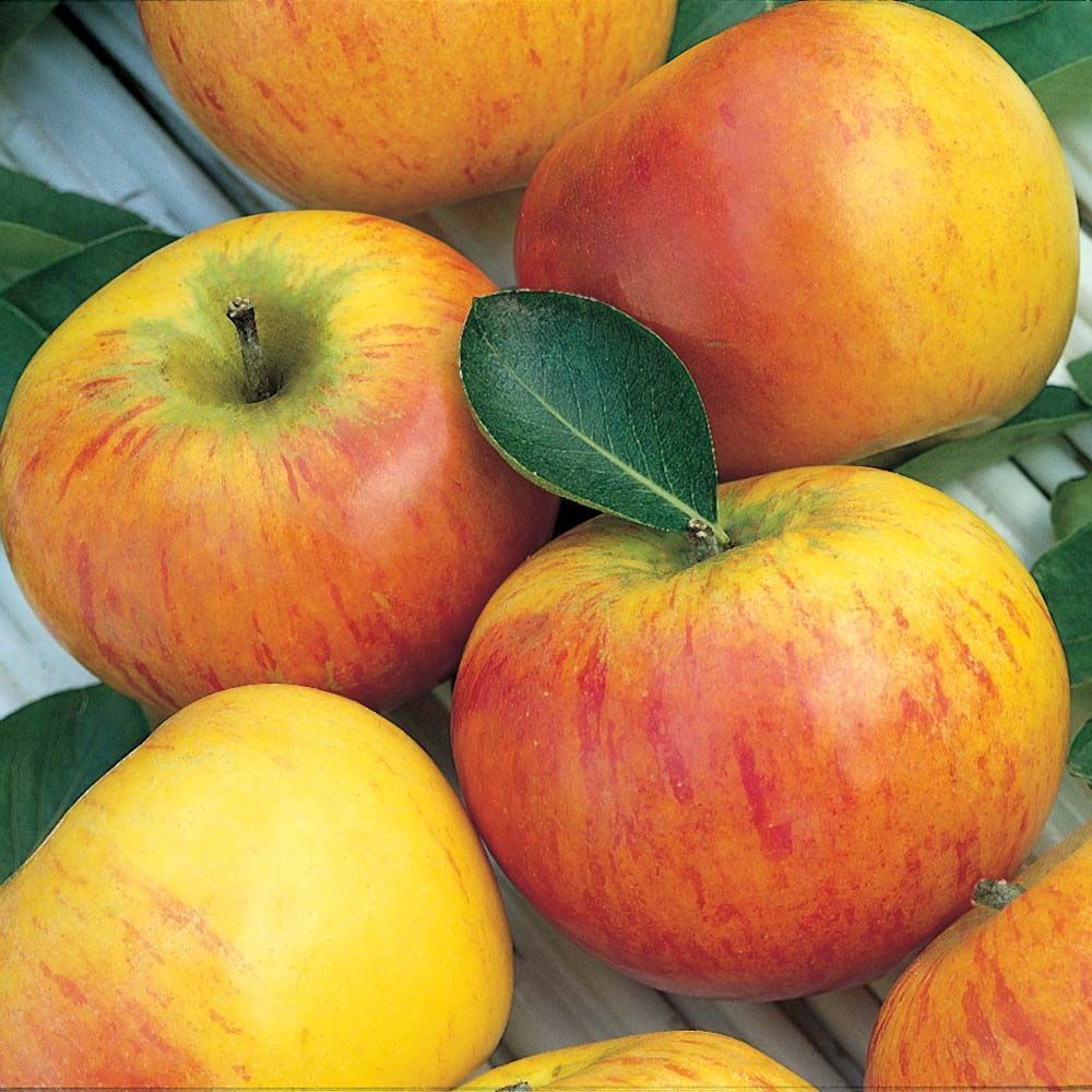 Orange pippin apple clearance