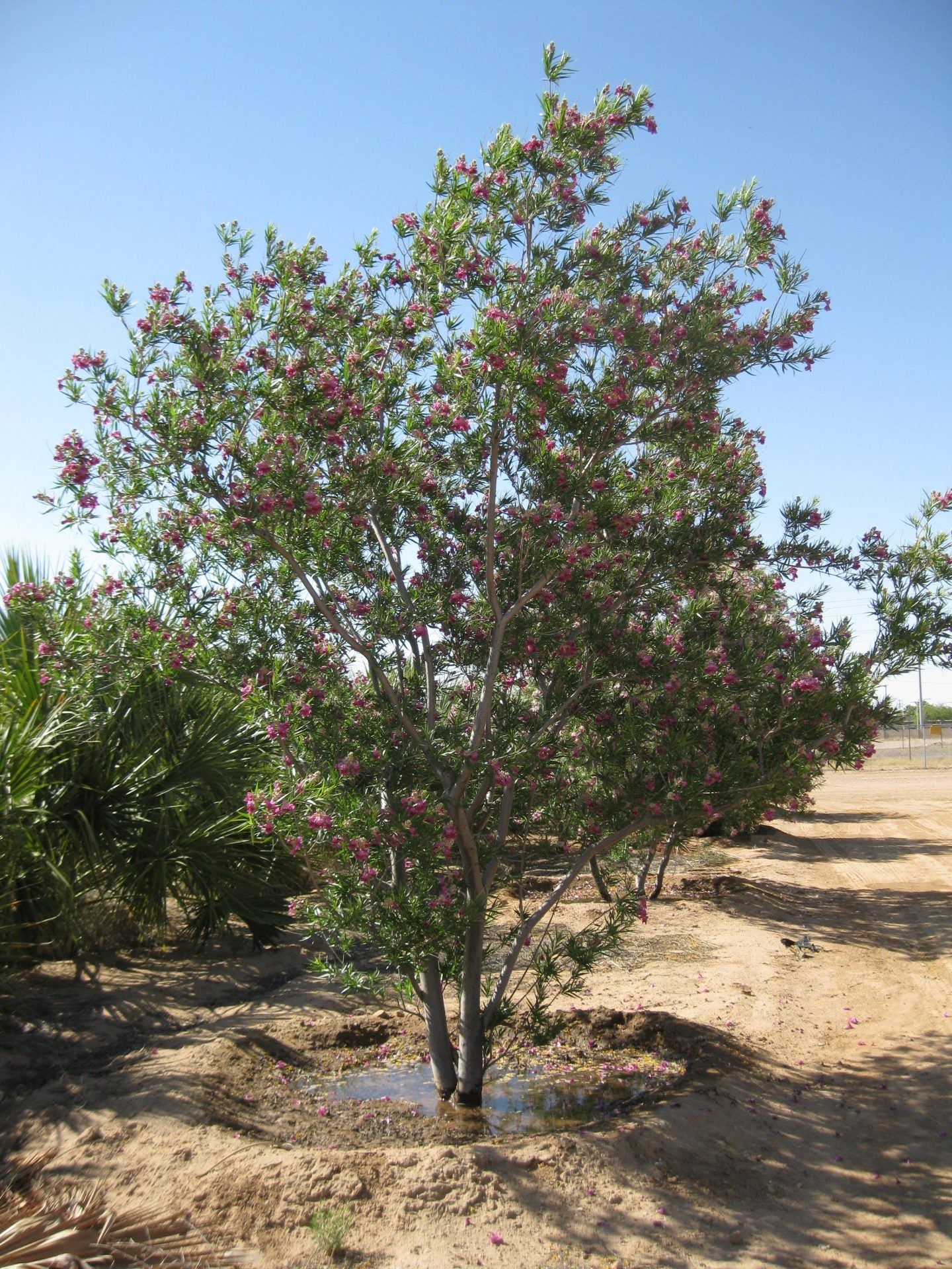 Dwarf Willow Scientific Name