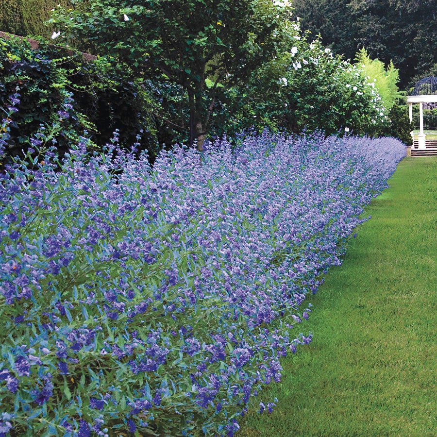 Blue mist best sale spirea
