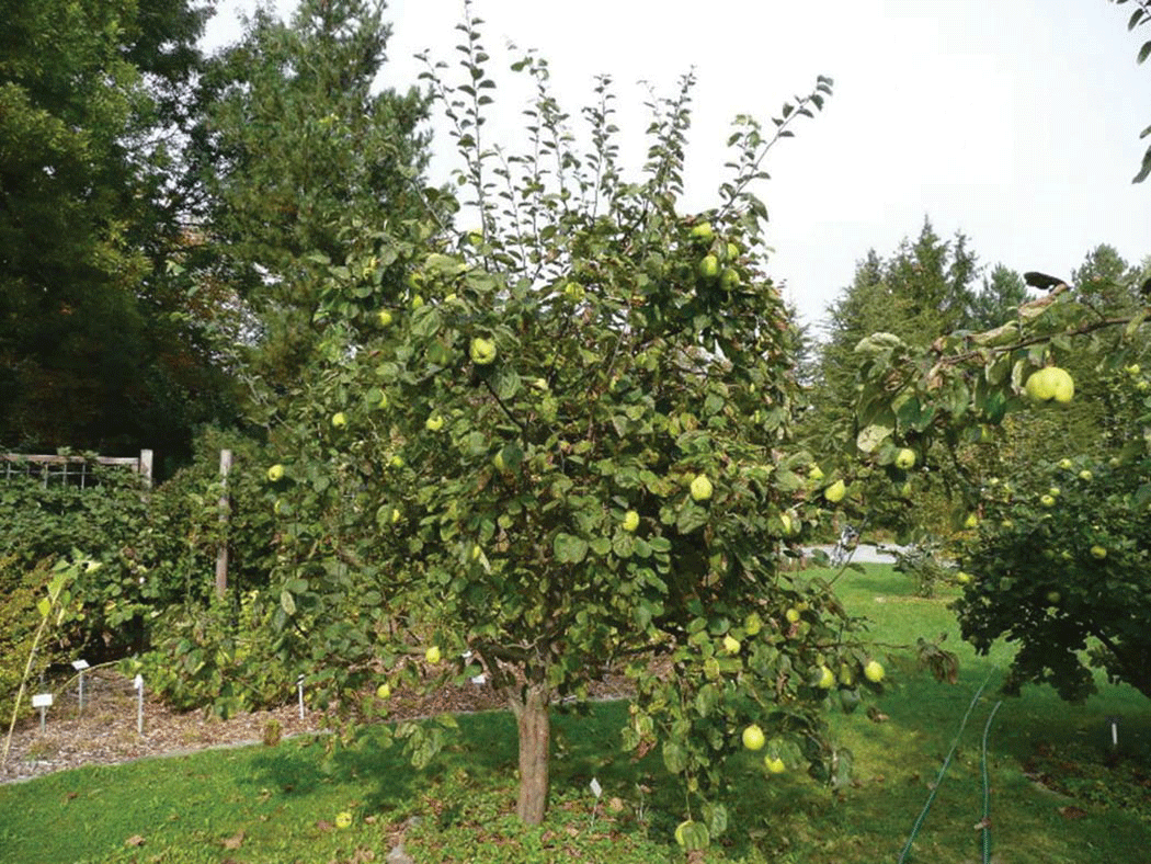 Cooke's Jumbo Quince Trees That Please