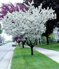Crabapple 'Spring Snow' | Trees That Please