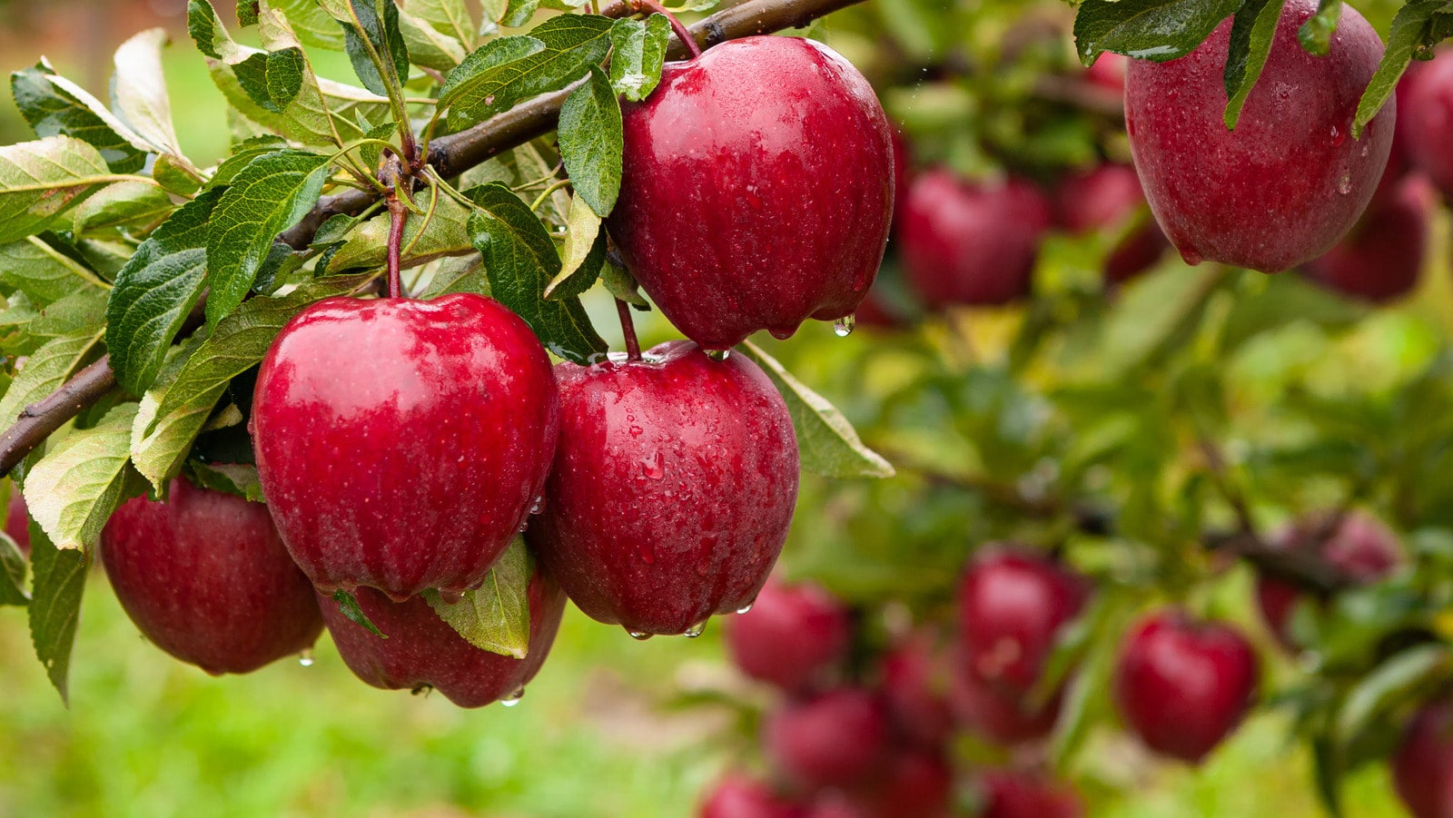 Måne gaben bagage Red Delicious Apple | Trees That Please