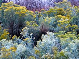 Blue Rubber Rabbitbrush | Trees That Please