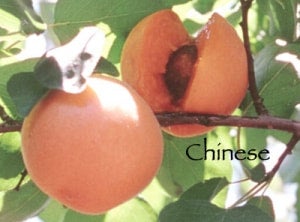 Chinese Apricot Trees That Please