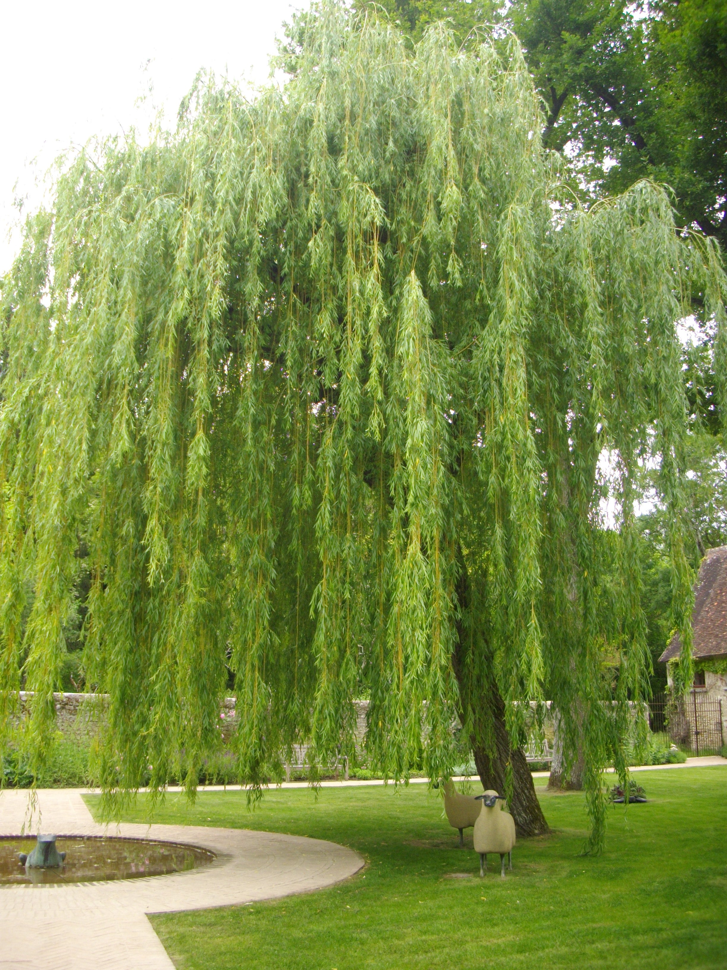 what is the meaning of a weeping willow tree