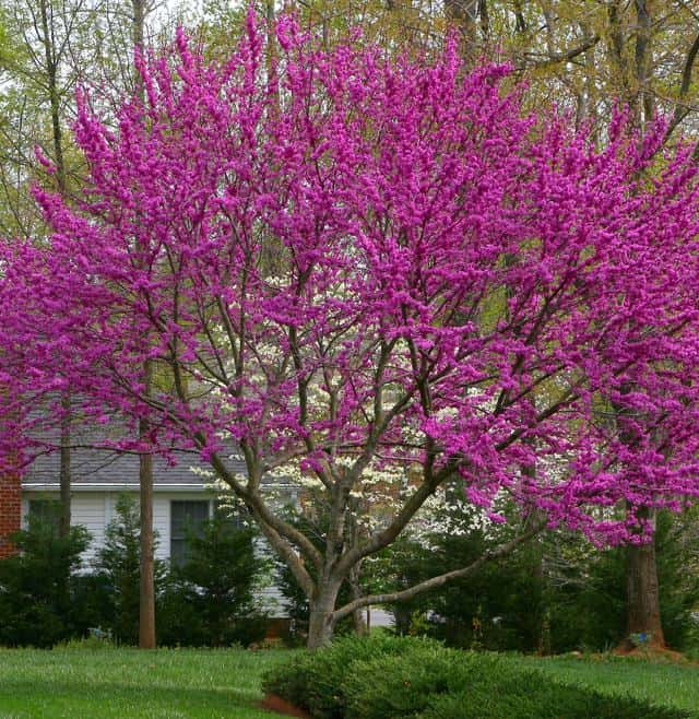 Redbud 'Oklahoma' | Trees That Please