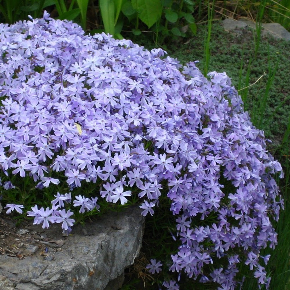 Emerald blue store creeping phlox